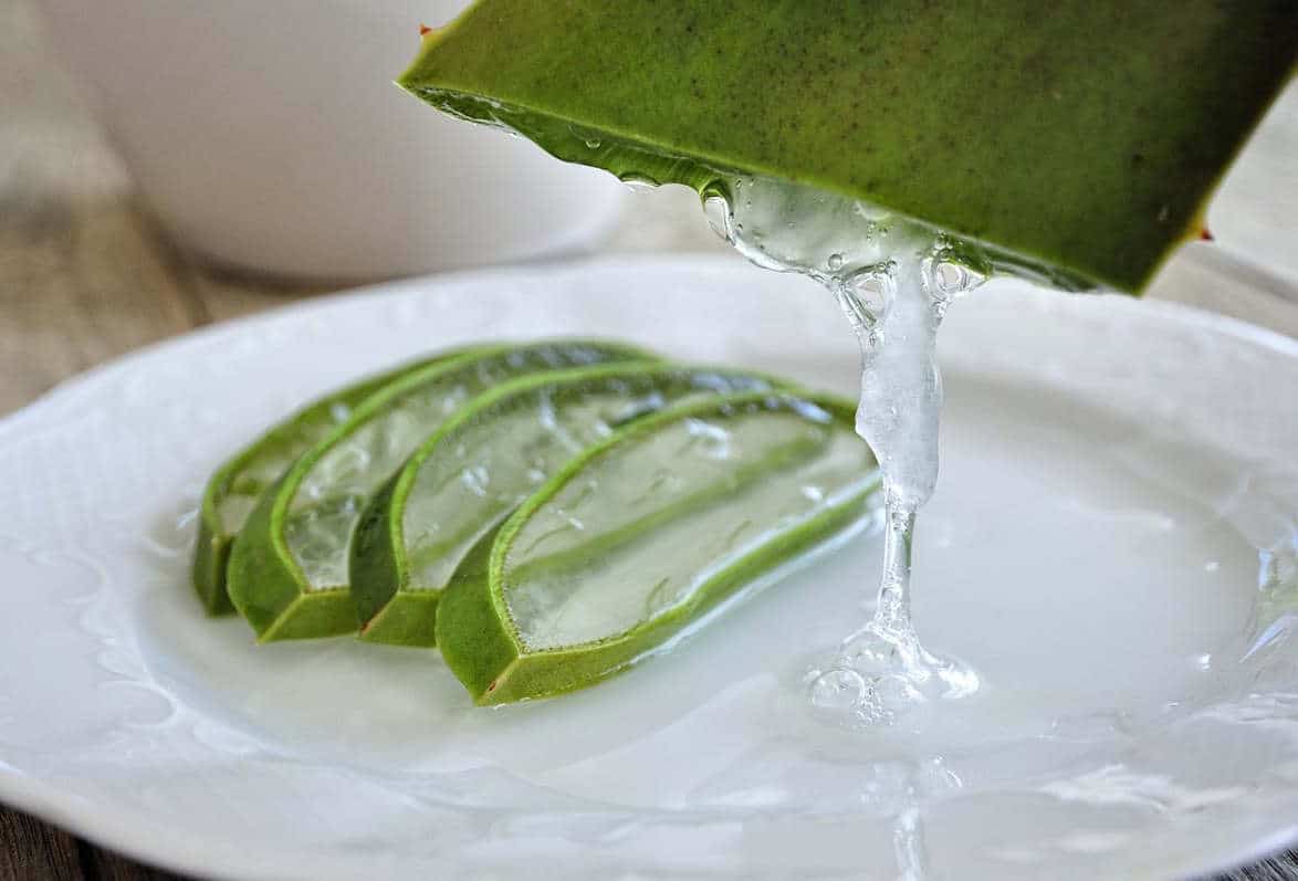 Harvesting Aloe Vera Gel