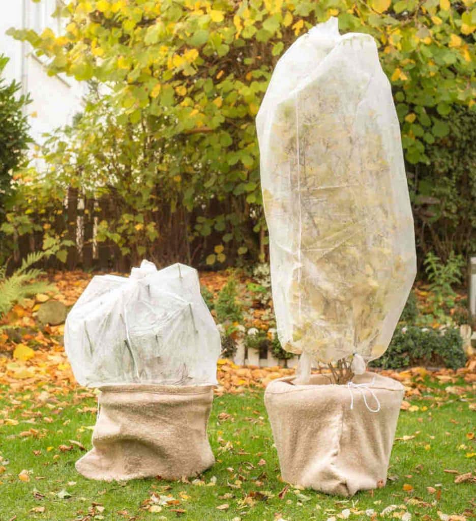 Tips For Protecting Plants In Winter