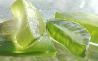 aloe vera pulp
