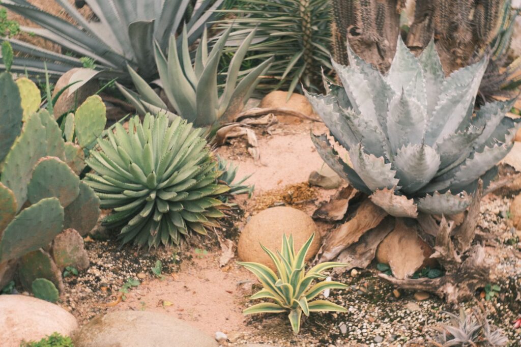 Vibrant desert garden showcasing various succulents and cacti.