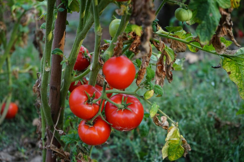 Gardener pruning tomato suckers on tall green tomato plants in summer garden