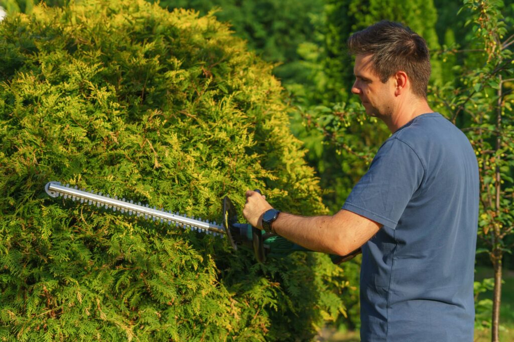 Gardener tending to lush summer garden beds in bright June morning sunlight