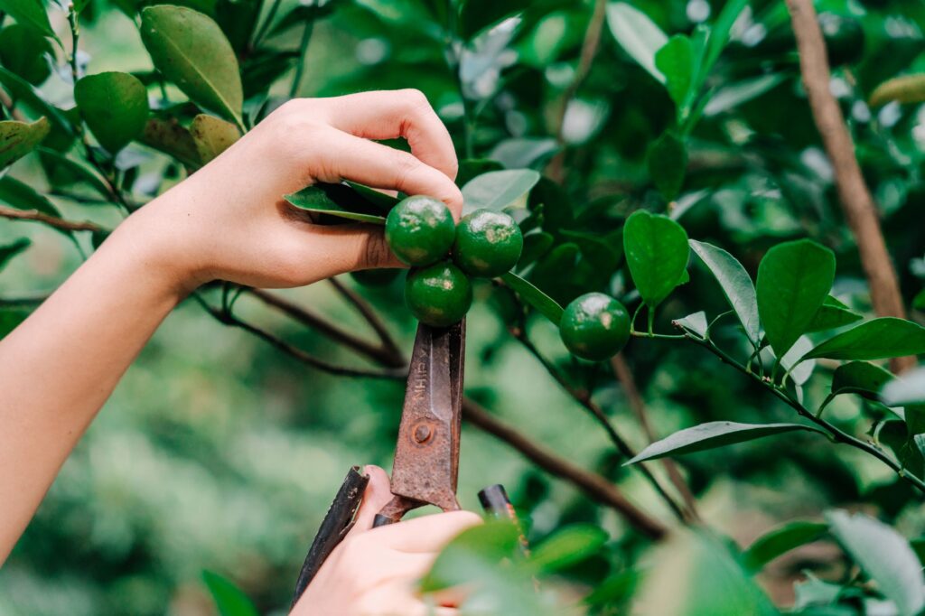 Gardener tending to a laden fruit tree in a sunny summer orchard garden