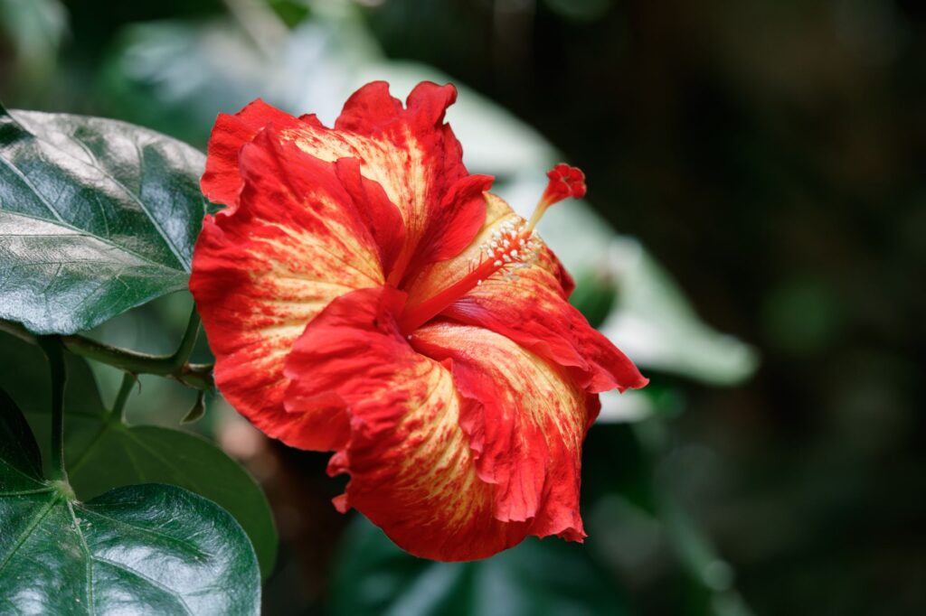Vibrant pink hibiscus and orange bird of paradise blooming together in a sunny tropical garden