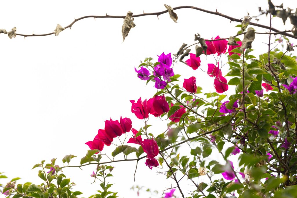 Vibrant magenta bougainvillea climbing a white garden wall in full summer bloom
