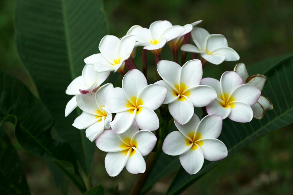 Vibrant pink and yellow plumeria flowers blooming on a potted tree in a sunny garden