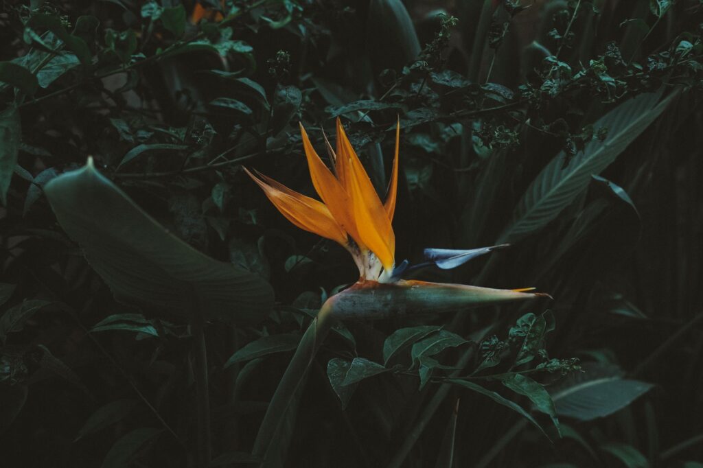 Vibrant orange and blue bird of paradise flower blooming in a sunny summer garden border