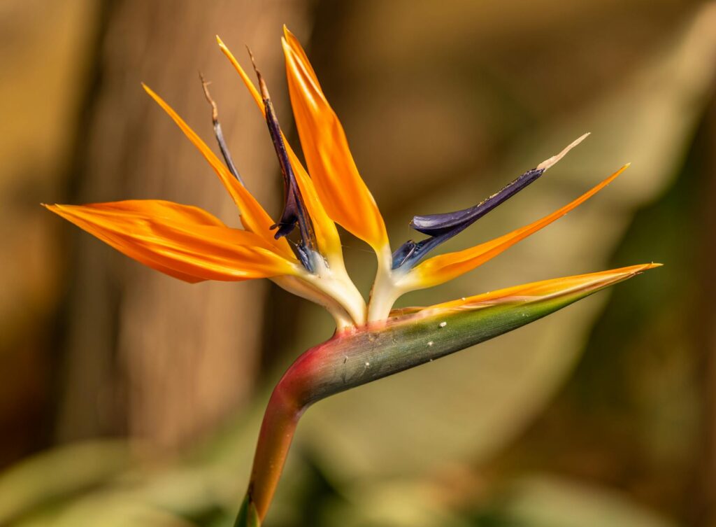 Stunning orange bird of paradise flower blooming in a sunny tropical garden border