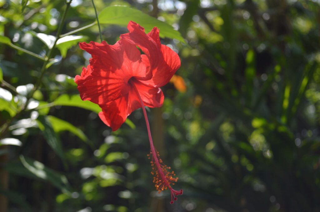 Vibrant tropical garden with hibiscus bougainvillea and plumeria blooming in warm summer sunlight