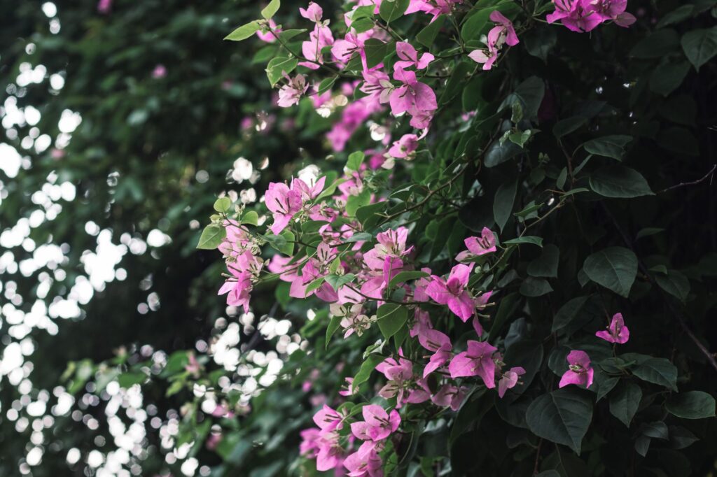 Vibrant magenta bougainvillea in full bloom cascading over a white garden wall in summer sunshine