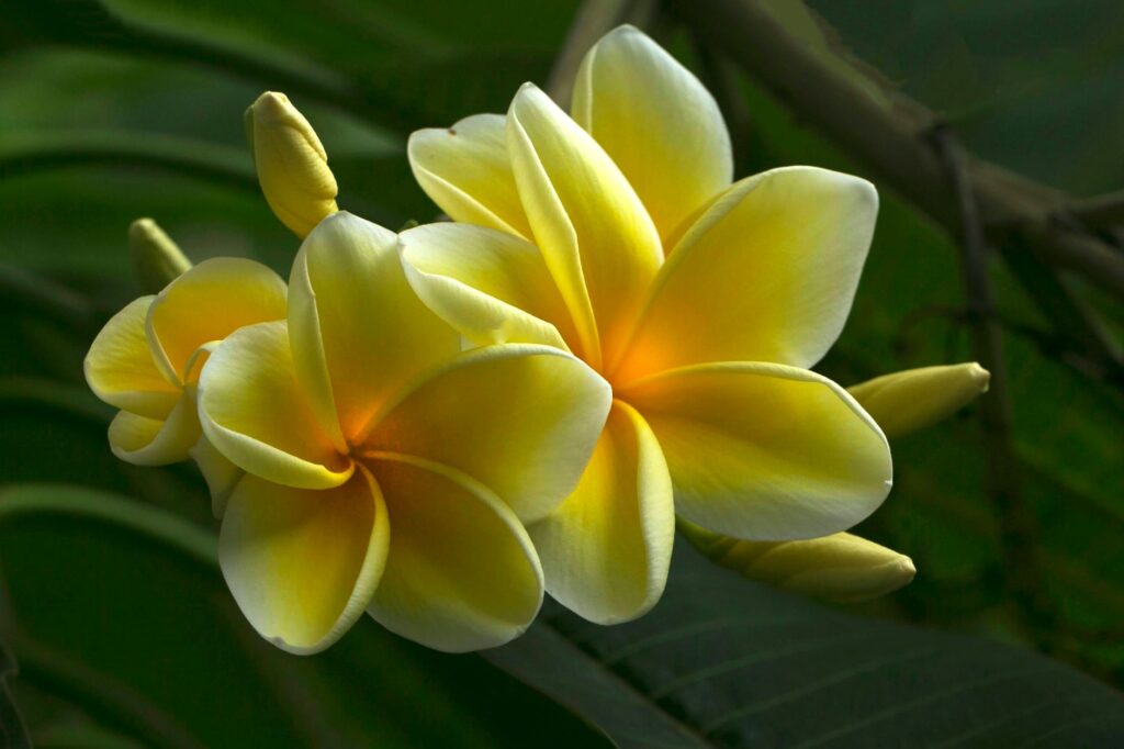 Vibrant pink and yellow plumeria flowers blooming on a healthy tropical plant in summer garden