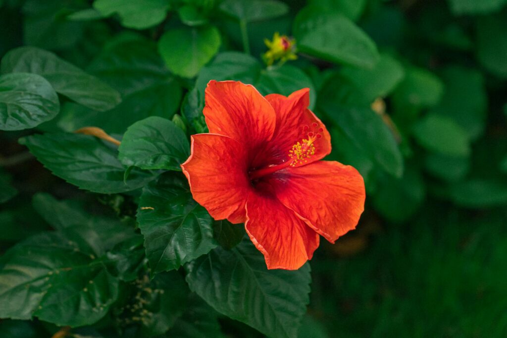 Vibrant red tropical hibiscus flowers blooming in a summer garden with green foliage