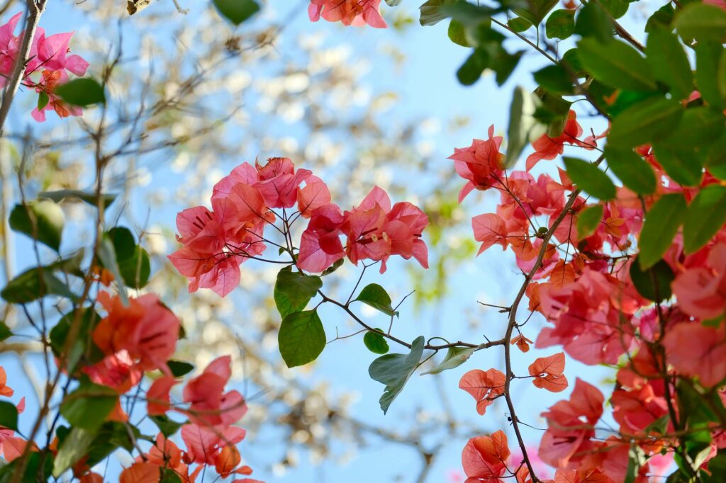 Vibrant orange and yellow mandevilla flowers climbing a garden trellis in full summer bloom