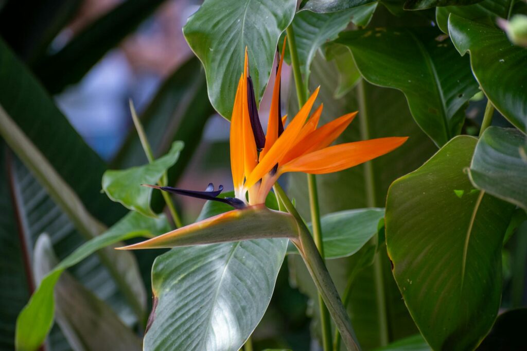 Bird of paradise plant with orange blooms growing in a large terracotta pot outdoors in summer sun