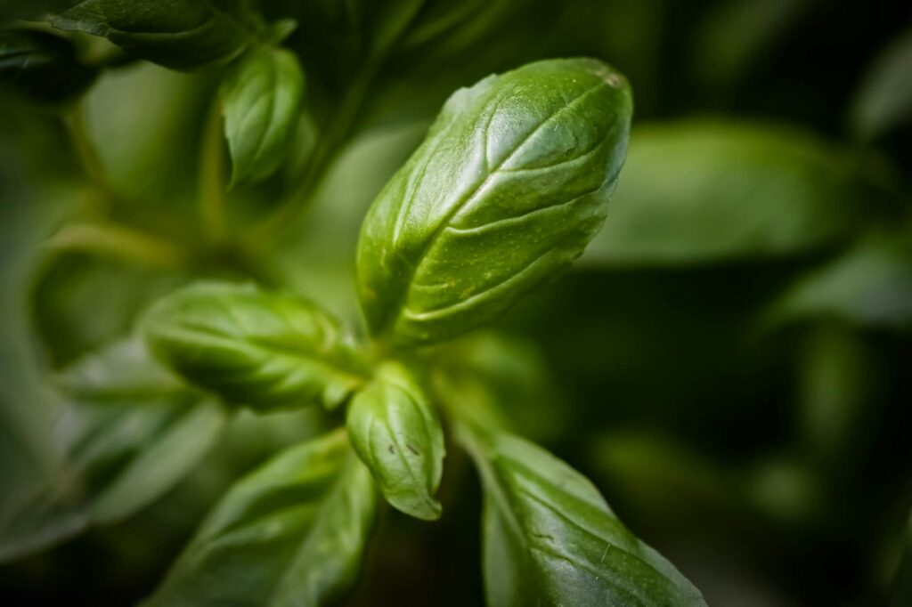 Lush green basil plant with flower spikes beginning to form in summer garden