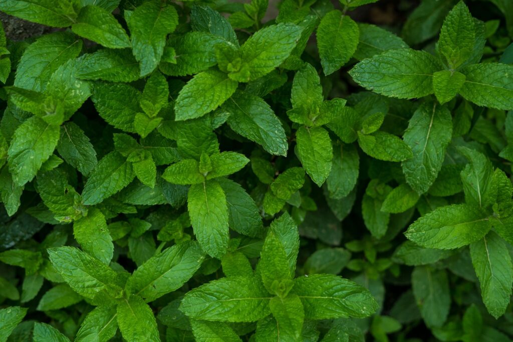 Vigorous mint plant spreading aggressively across a garden bed in summer sunlight