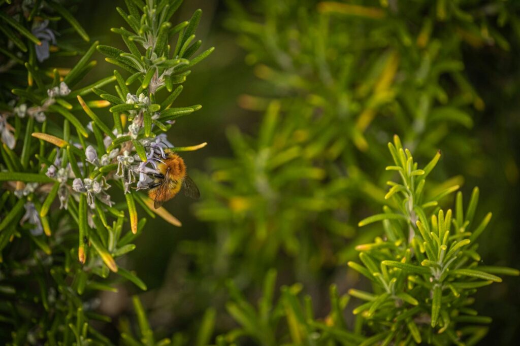 Rosemary plant with brown woody stems and dying branches in a summer garden