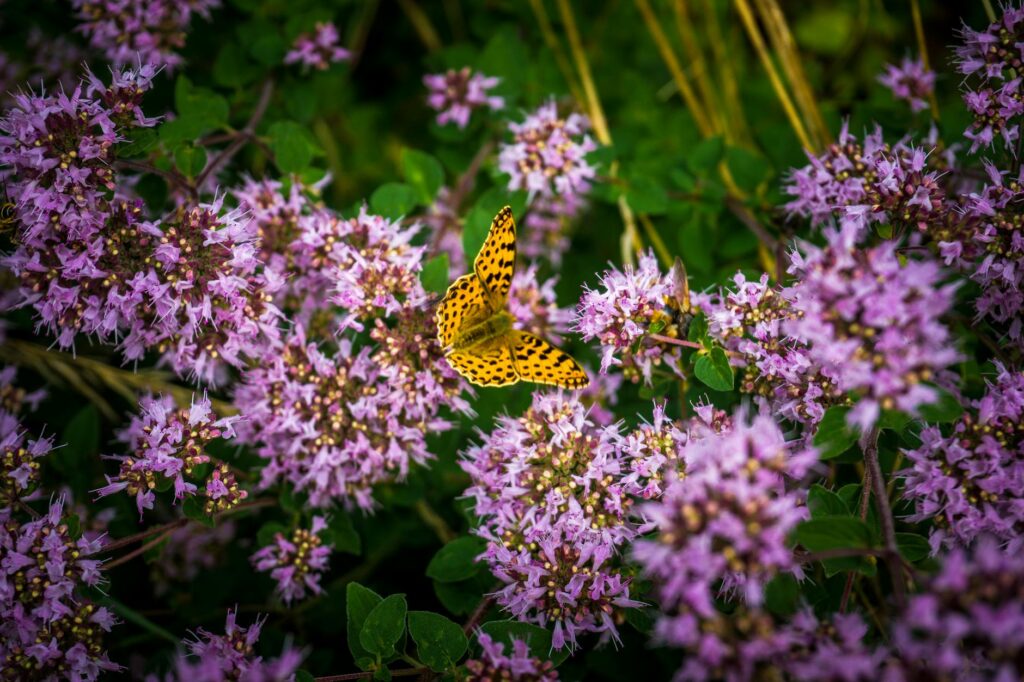 Close-up of thyme plant with tiny purple flowers blooming in summer garden