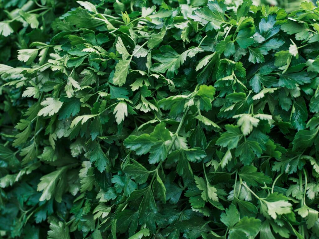 Fresh parsley plant with yellowing lower leaves growing in a garden pot in summer sunlight