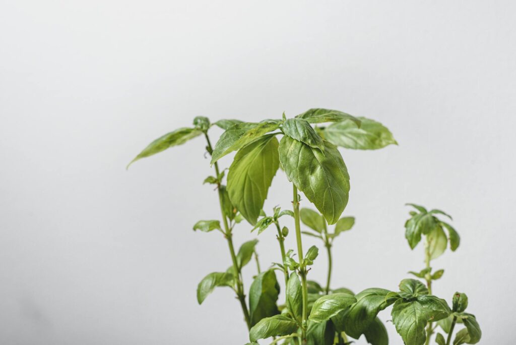 Close-up of basil leaves with dark black edges and browning tips in summer garden