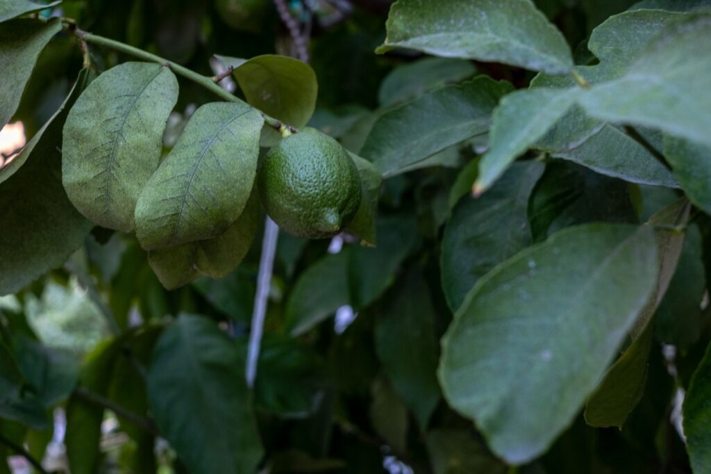 Small unripe lemon fruits dropping from a citrus tree branch in summer
