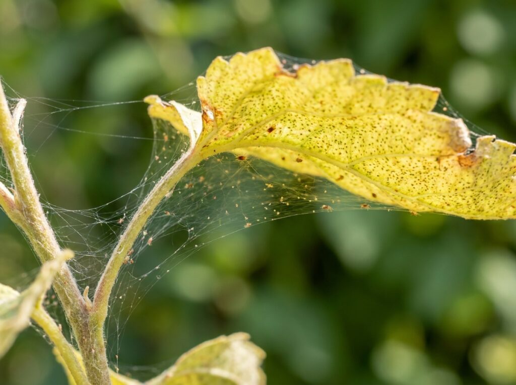 Close-up of red spider mite webbing on underside of a damaged plant leaf in summer
