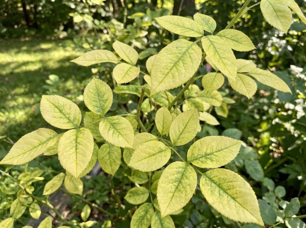 Rose bush with yellowing leaves showing chlorosis and nutrient deficiency symptoms