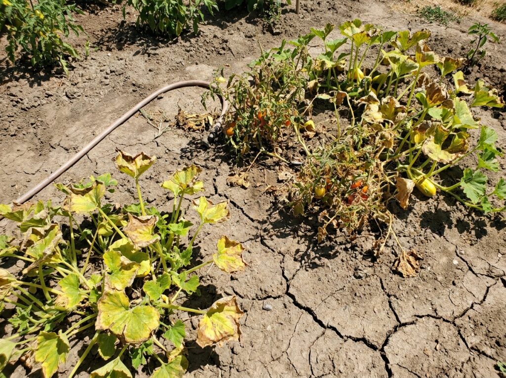 Wilting garden plants with dry cracked soil during summer heatwave