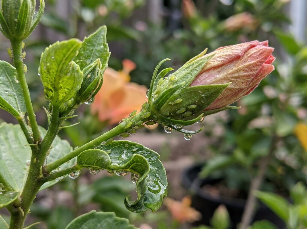 Close-up of aphid infestation on hibiscus flower bud with sticky residue visible