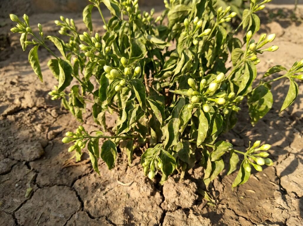 Close-up of jasmine plant with green buds failing to open in summer heat