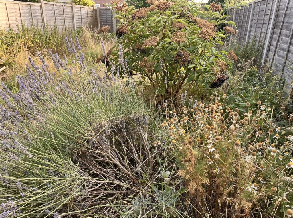 Overgrown lavender and chamomile plants in a summer garden showing leggy growth and missed harvest
