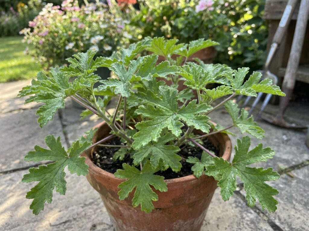 Close-up of citronella plant leaves in a summer garden pot outdoors