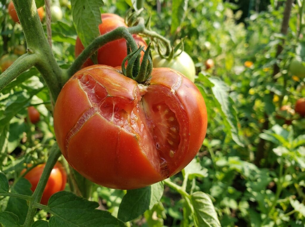 Close-up of a ripe red tomato split open on the vine in a summer garden