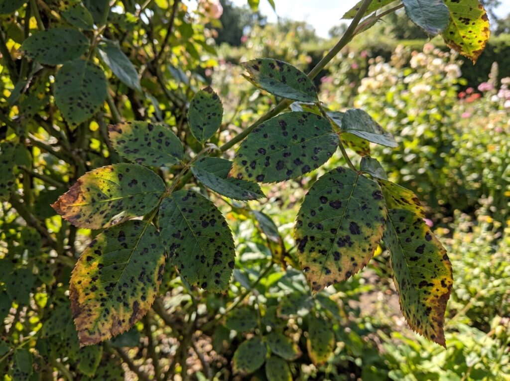 Close-up of rose leaves covered in black spots and yellowing edges in summer garden