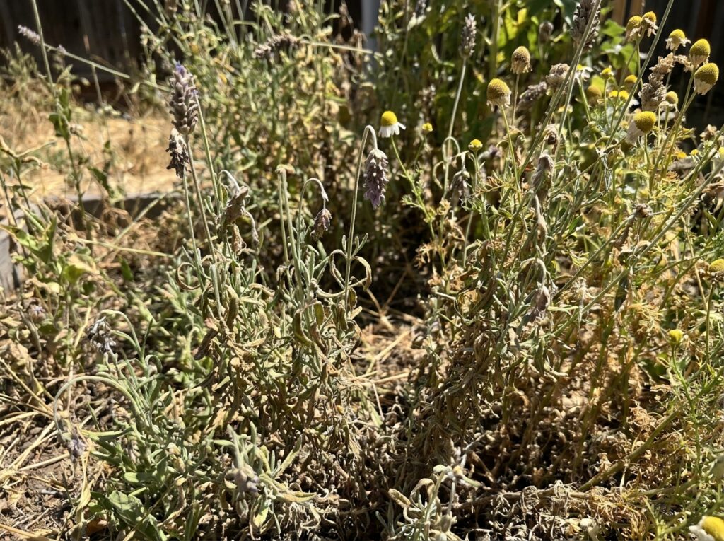 Close-up of wilting lavender and chamomile herbs in a summer garden bed under harsh sunlight