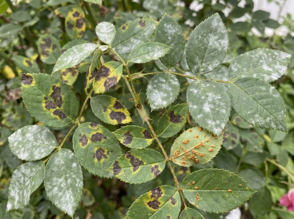 Close-up of rose leaves showing black spot disease with yellowing and dark fungal lesions