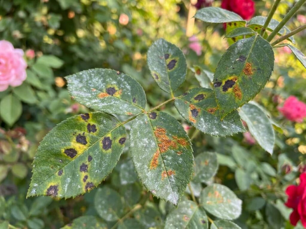 Close-up of rose leaves covered in black spots and yellowing edges in summer garden