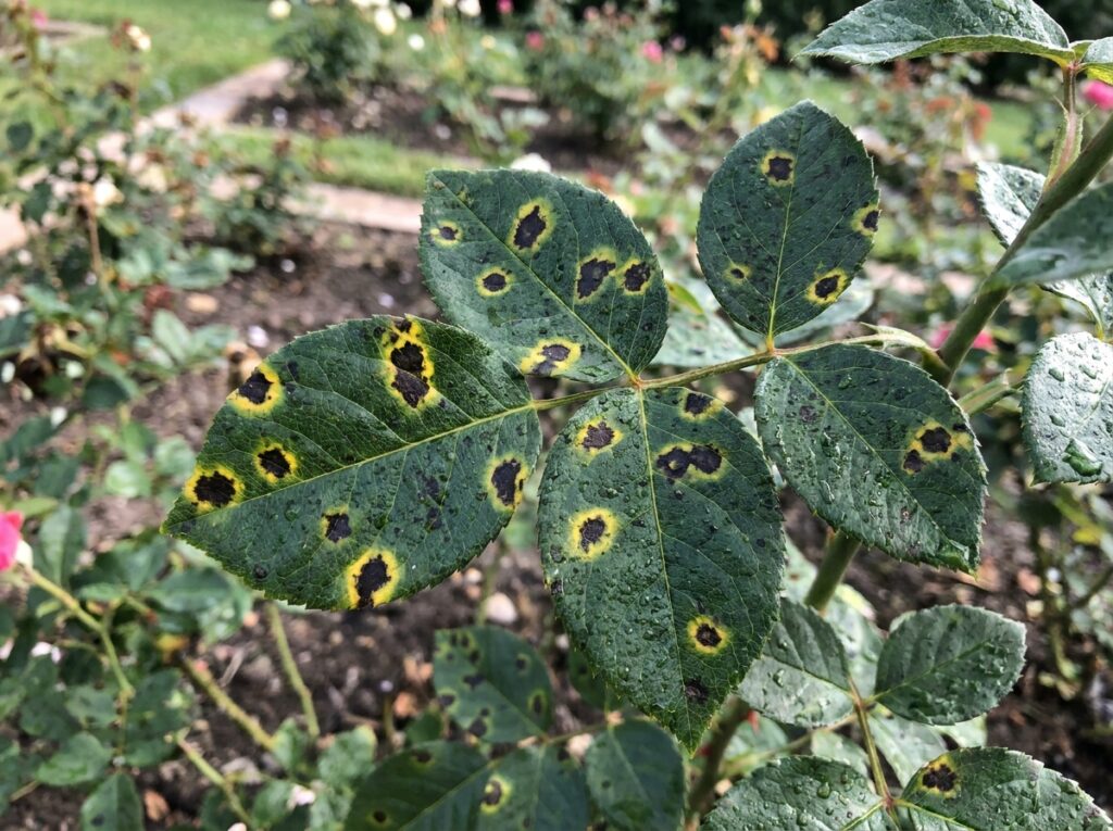 Close-up of rose leaves showing black spot disease with yellow halos on dark green foliage