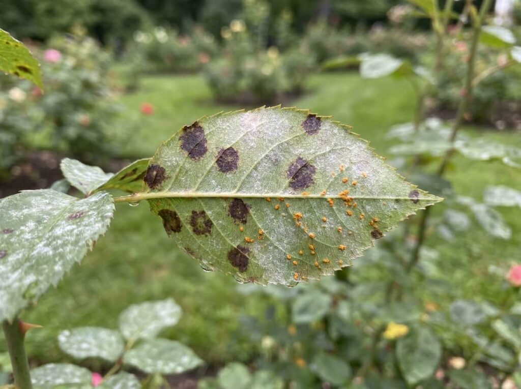 Close-up of rose leaf showing black spot disease and powdery mildew coating in summer