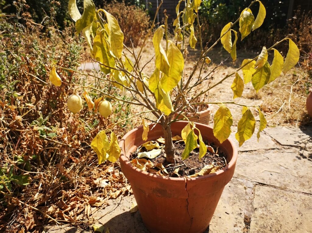 Potted lemon tree with yellowing leaves and sparse fruit in summer heat