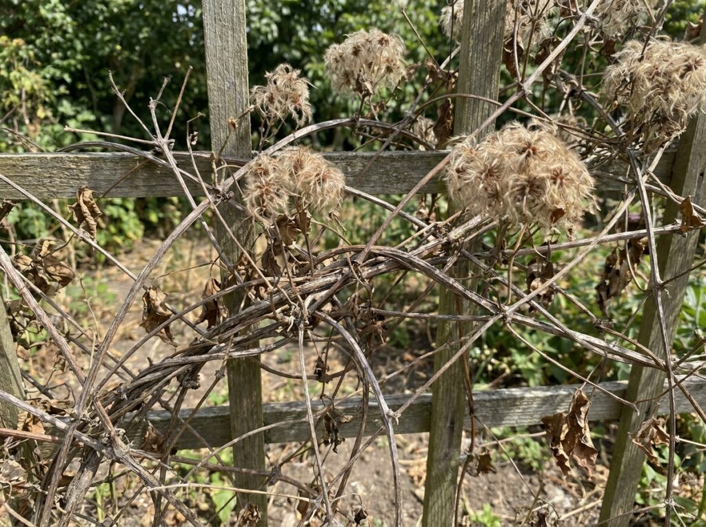 Clematis vine with faded brown seed heads and tangled stems on a garden trellis in summer