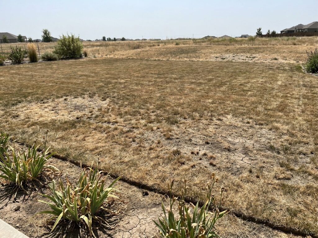 Scorched brown lawn with short-cut grass showing heat stress and bare patches in summer