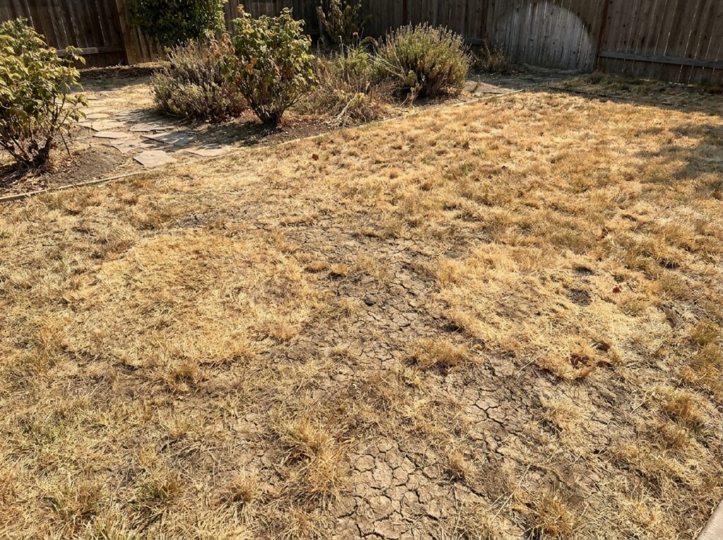 Dry brown lawn in summer drought with cracked soil and yellowing grass blades