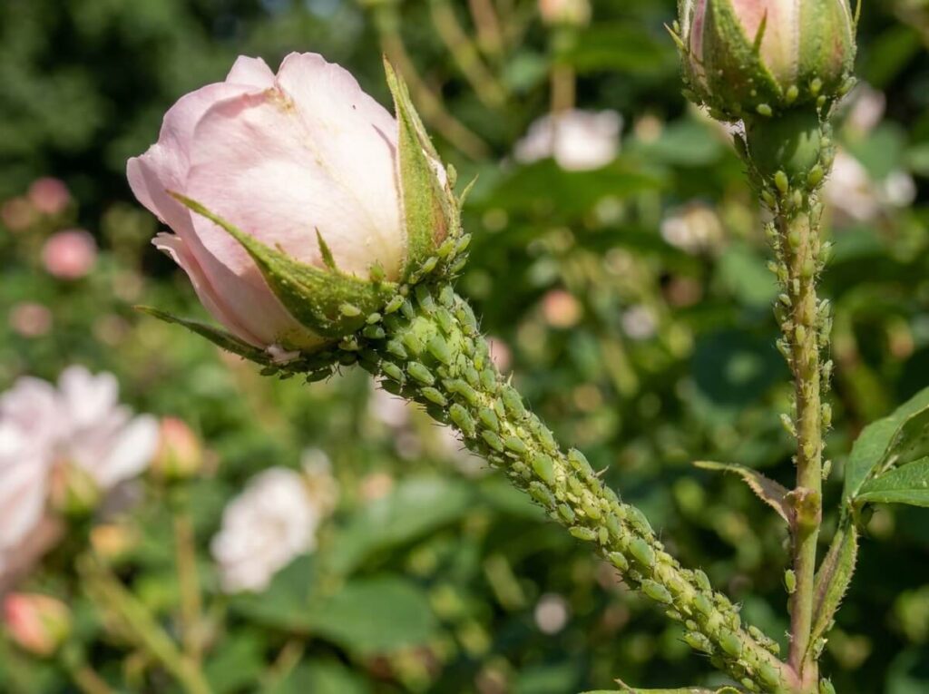 Dense cluster of green aphids covering a rose bud and stem in summer