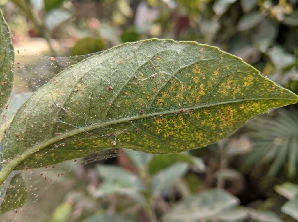 Close-up of red spider mite webbing on underside of a green plant leaf
