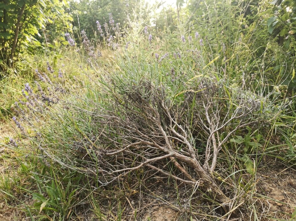 Overgrown woody lavender shrub with bare stems and sparse purple blooms in summer garden