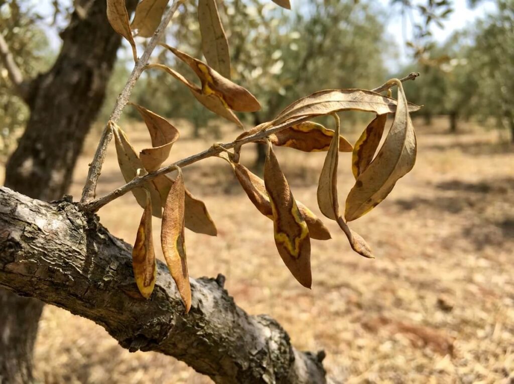 Close-up of olive tree branch with scorched brown leaves caused by Xylella fastidiosa infection