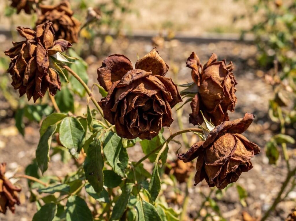 Close-up of spent brown rose blooms left on a bush in summer heat