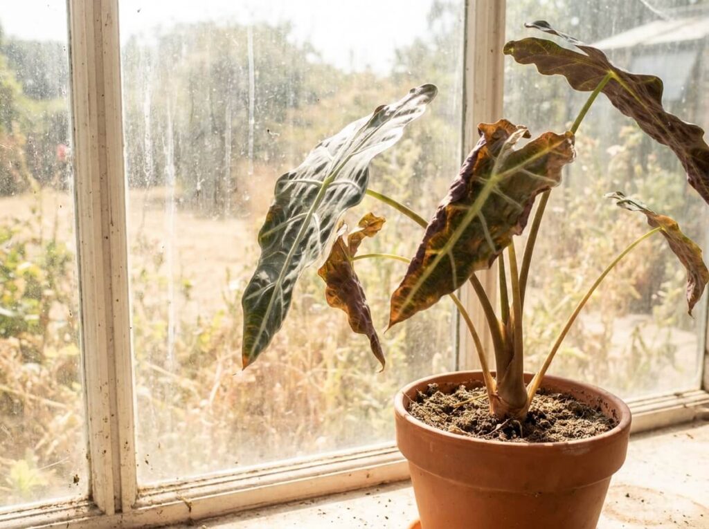 Wilting tropical houseplant near a sun-scorched window on a hot summer day