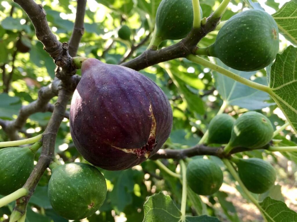 Close-up of a deep purple ripe fig hanging heavily from a branch in summer sun